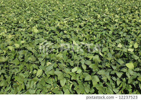 毛豆領域 12237523