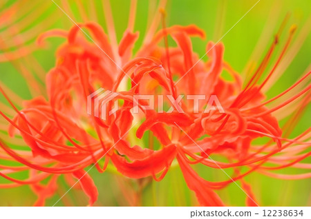 Mandarin saixa 12238634