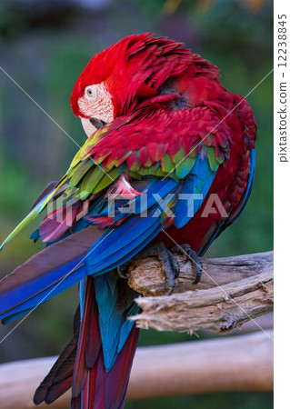 Scarlet macaw 12238845