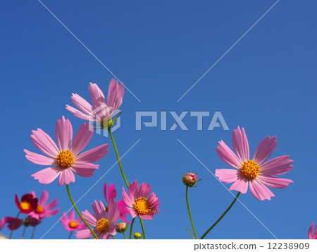Autumn sky blue sky and cosmos Autumn sky blue sky and cosmos 12238909