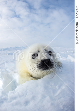 Seal baby 12239039