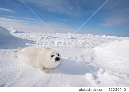 Seal baby Seal baby 12239040