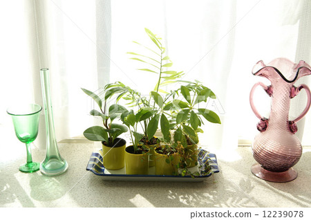 綠茵 綠茵 12239078