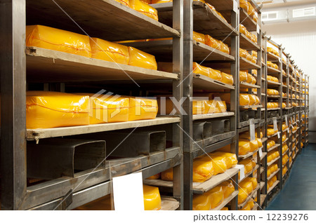 cheese cheese 12239276