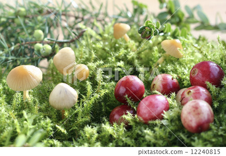 Cranberries 12240815