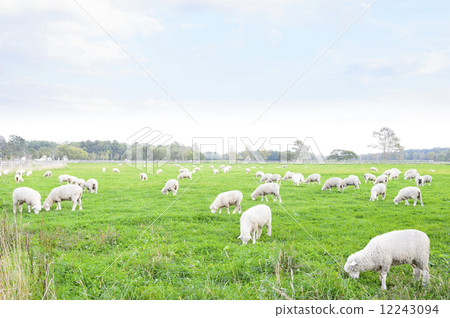 一隻羊 一隻羊 12243094