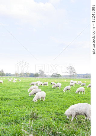 A sheep 12243095