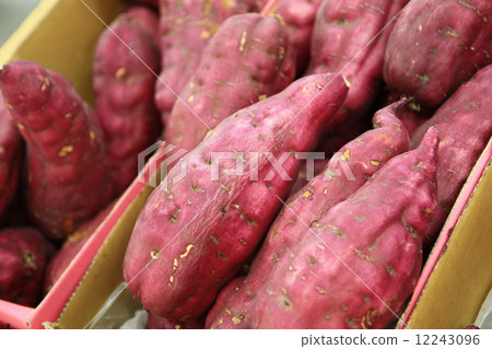 甘藷 甘藷 12243096