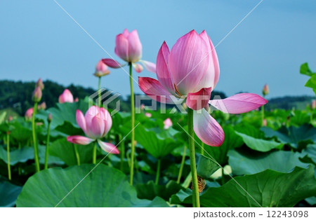 Lotus flowers blooming in Izunuma 12243098