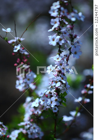 Safflower bamboo shoots 12244797