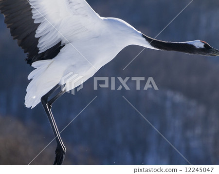 起重機（側面向上） 12245047