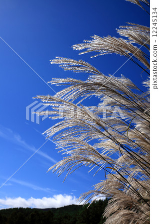 Ears of Susuki, Suspension, Axle, Thin 12245134