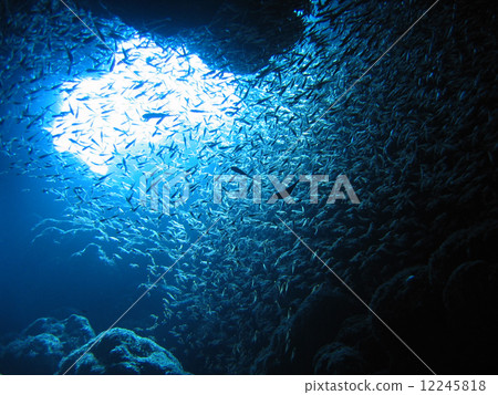 魚在水下洞穴中爬行 12245818