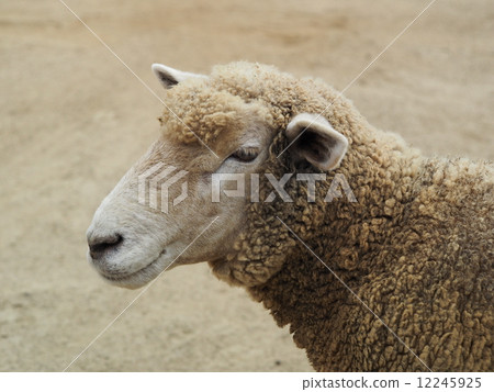 sheep sheep 12245925