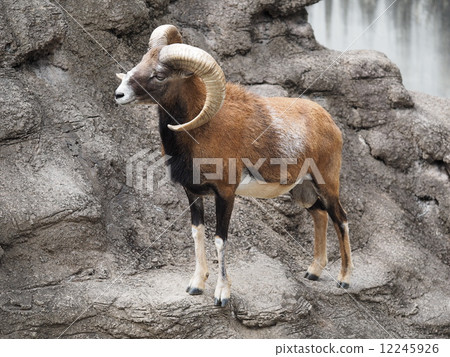 Mufflon sheep 12245926
