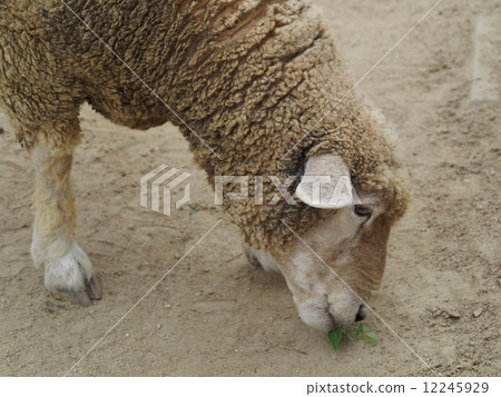 sheep  12245929