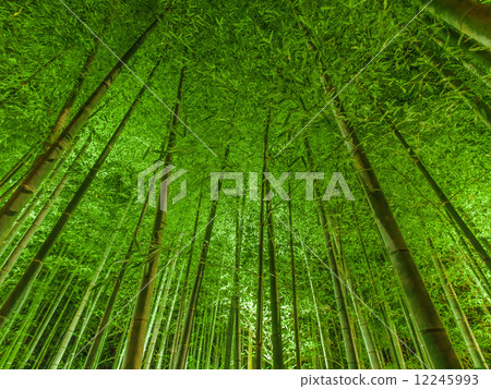 Arashiyama竹花燈路徑在京都 Arashiyama竹花燈路徑在京都 12245993