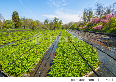 Nagano prefecture wasabi plantation 12246001