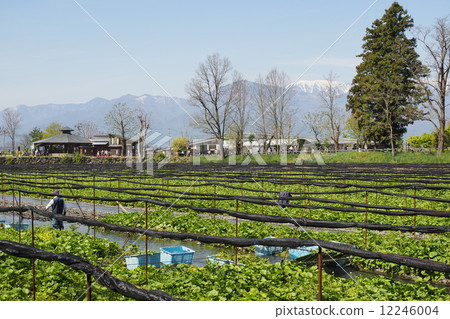Nagano prefecture wasabi plantation 12246004