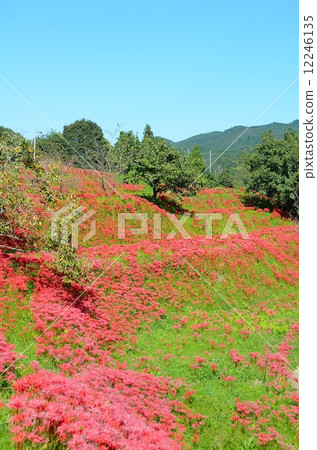 Satoyama in autumn - Higankishaka Satoyama in autumn - Higankishaka 12246135
