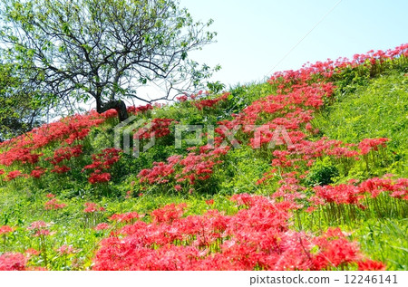 Satoyama在秋天 - Higankishaka Satoyama在秋天 - Higankishaka 12246141