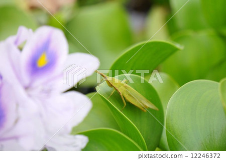 水葫蘆和水果蚱蜢 12246372