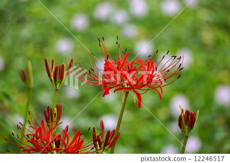 Higa bana和水葫蘆 12246517