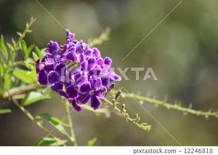 Duranta Takarazuka 12246818