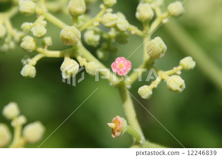 Yakarugarashi's flower board 12246839