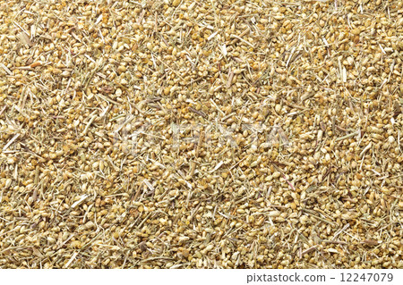 Yarrow 12247079
