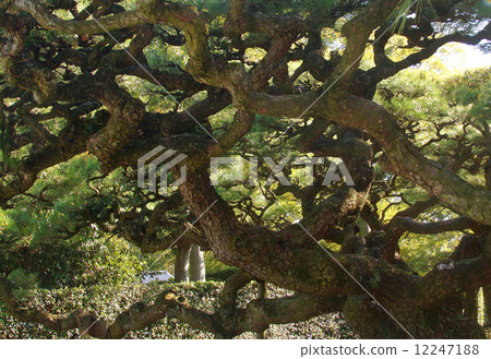 Ritsurin公園,松樹林 Ritsurin公園,松樹林 12247188