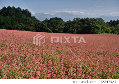 Minowa · Red Soba no Sato 12247521