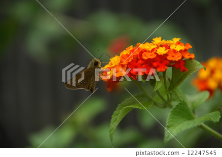 Chabane Seseli stopping at Lantana Chabane Seseli stopping at Lantana 12247545