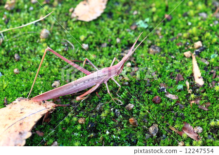 Autumn grasshopper Autumn grasshopper 12247554