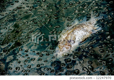 dead fish on dark waste water from river contaminant chemical fr 12247970