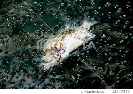 dead fish on dark waste water from river contaminant chemical fr 12247973