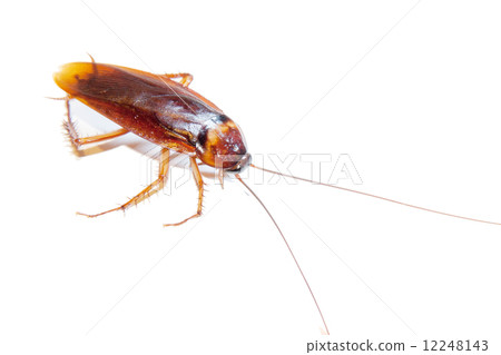 Cockroach isolated on white. Cockroach isolated on white. 12248143