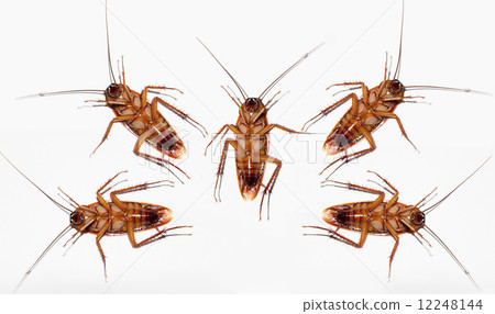 Cockroach dead team isolated on white. Cockroach dead team isolated on white. 12248144