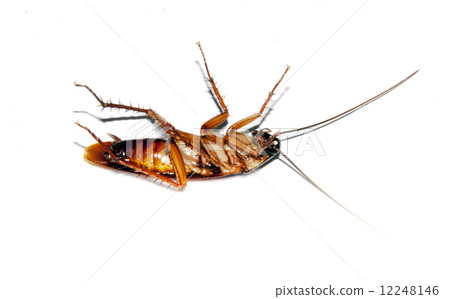 close up crockroach  backside in isolate 12248146