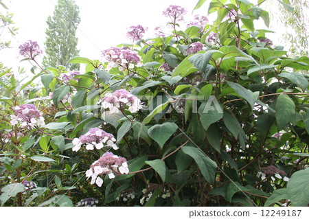 Purple hydrangea Purple hydrangea 12249187