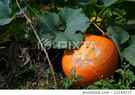 A big pumpkin 12249257
