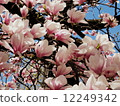 Cherry blossoms in Toronto 12249342