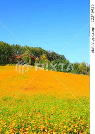 北海道富良野市Kibanakosmos開花的小山 12249489