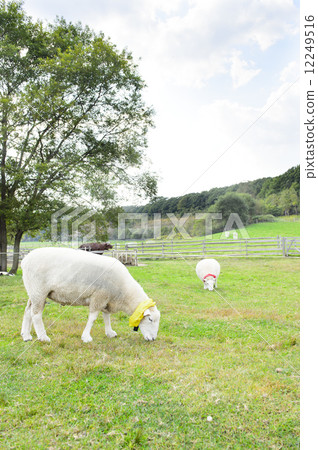 A sheep A sheep 12249516