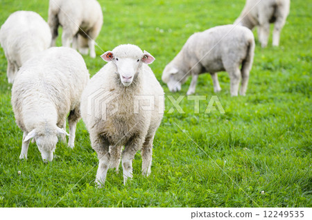 一隻羊 12249535