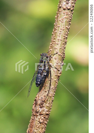 Tsukutsukubi 12249866