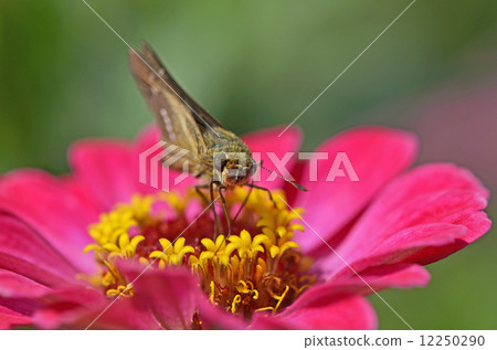 Ichimon dieselis catching in a cereal grass 12250290