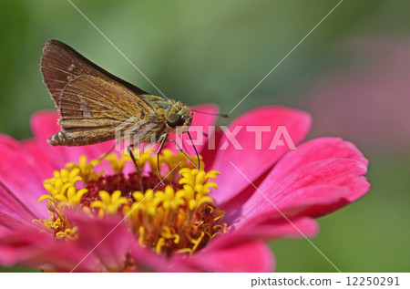 Ichimon dieselis在穀物草中捕捉 12250291