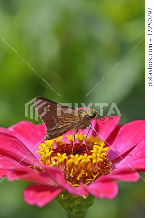 Ichimon dieselis catching in a cereal grass 12250292