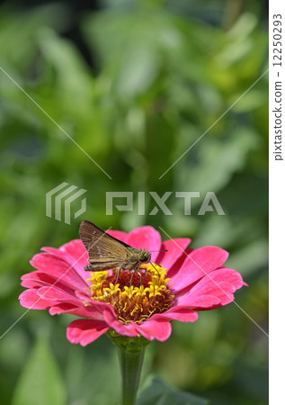 Ichimon dieselis在穀物草中捕捉 12250293